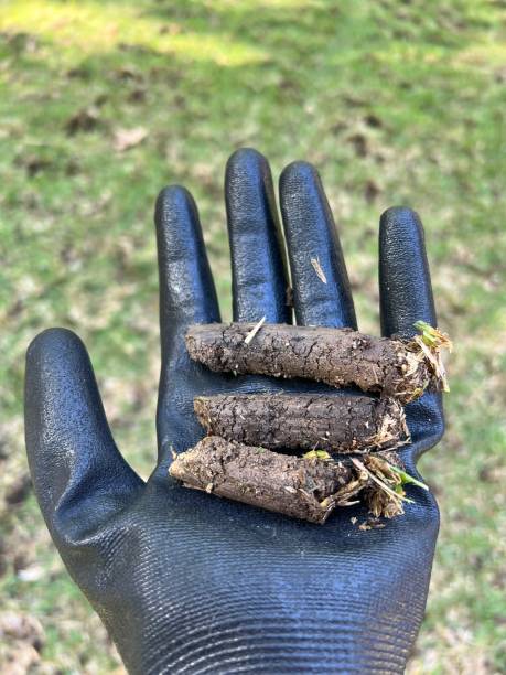 Close-up of soil plugs after core lawn aeration