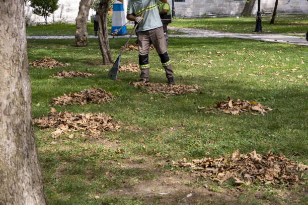Heavy leaf cleanup on a residential property before winter