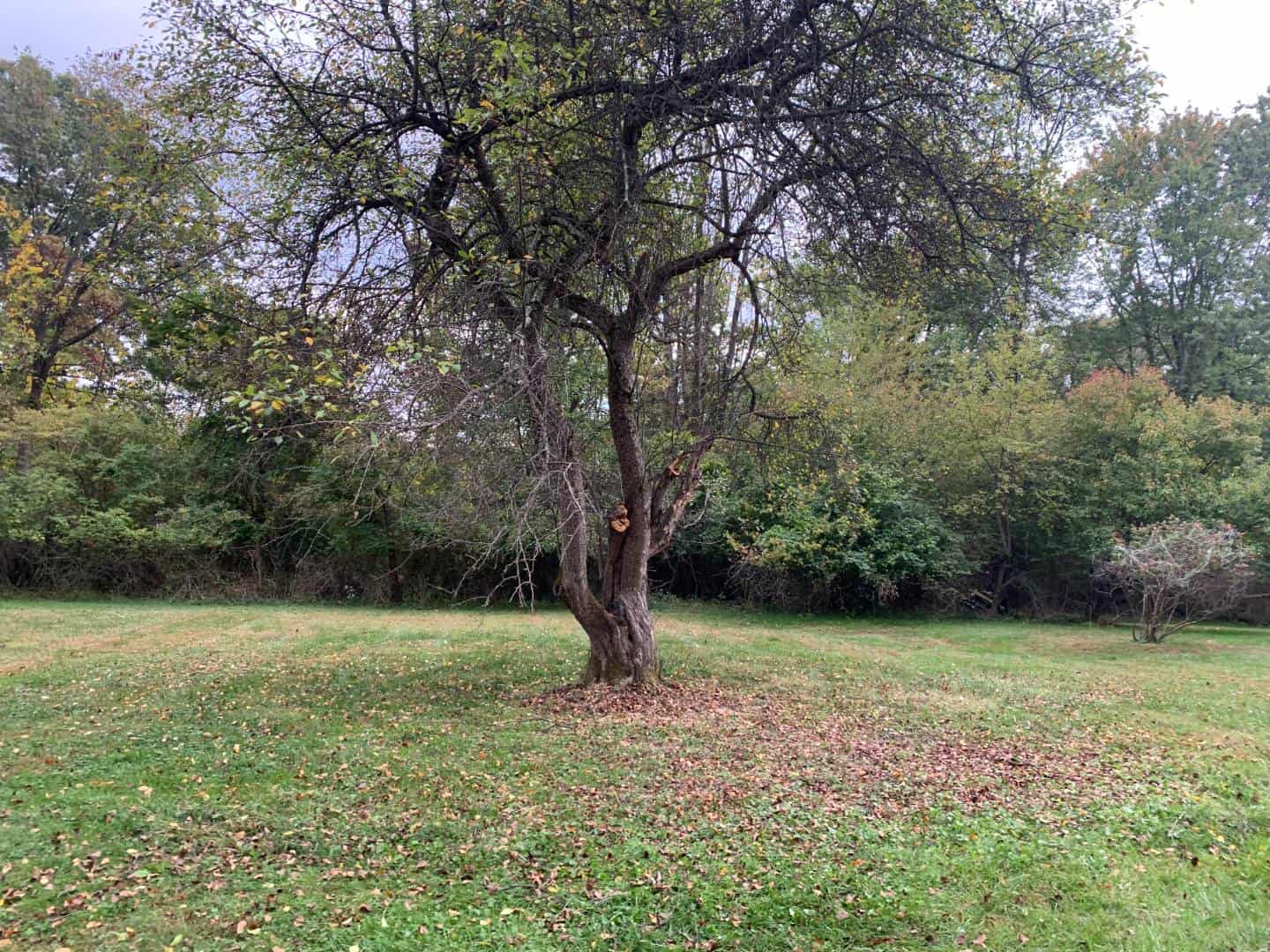 Tree services in Warrington