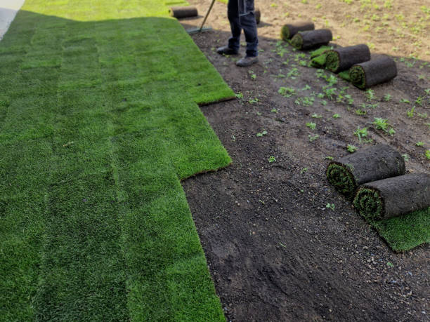 Freshly laid sod creating an even green lawn