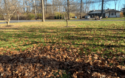 Why Should I Hire Professionals for a Seasonal Cleanup Service Anyway?