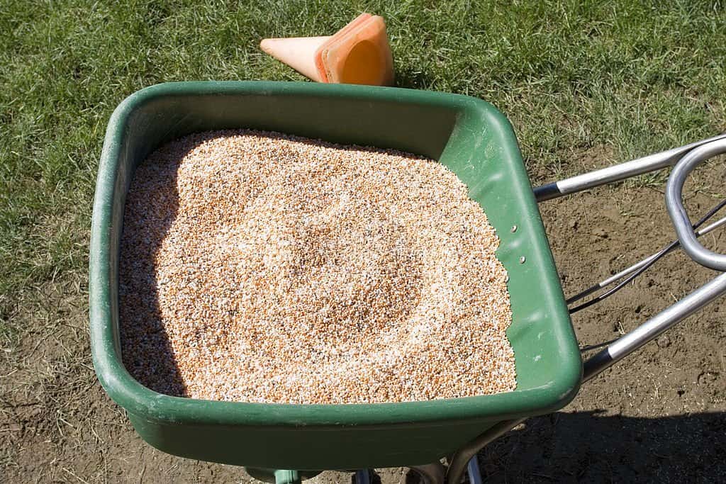 Overseeding takes much better to a recently-aerated lawn.