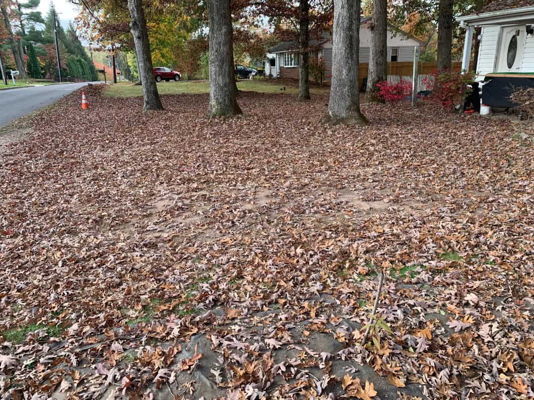 Proper pruning is a game-changer during your fall cleanup. 