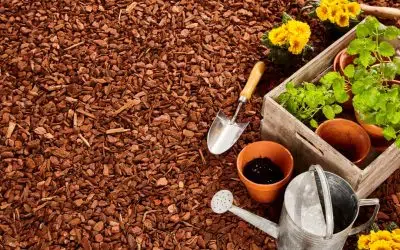 What is Mulching?- Learn About Mulch, Its Benefits, and How it Helps Your Garden