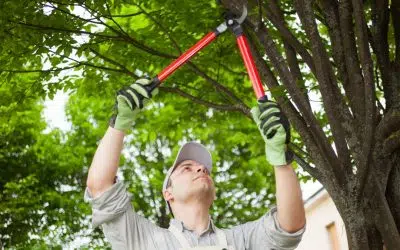 Everything you Need to Know about Winter Pruning – A Helpful Winter Pruning Guide