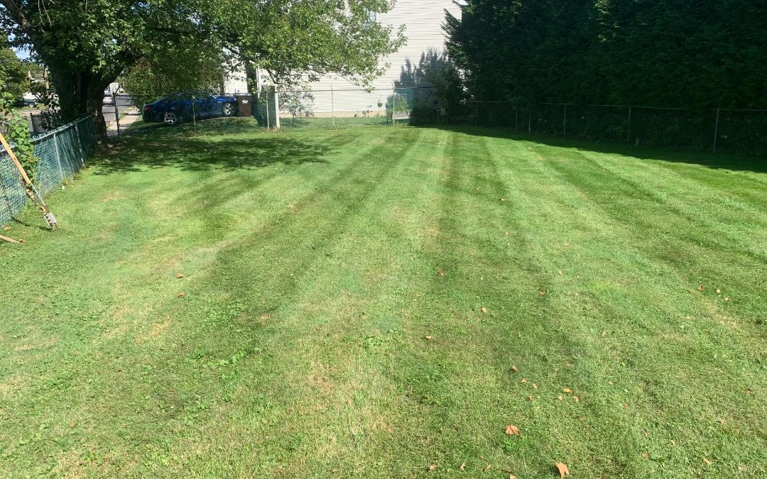 Choose the Right Grass Seed – Helpful Guide to Overseeding Your Lawn With the Best Grass