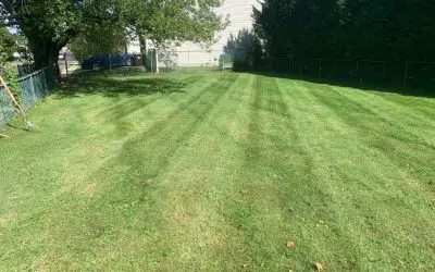 Choose the Right Grass Seed – Helpful Guide to Overseeding Your Lawn With the Best Grass