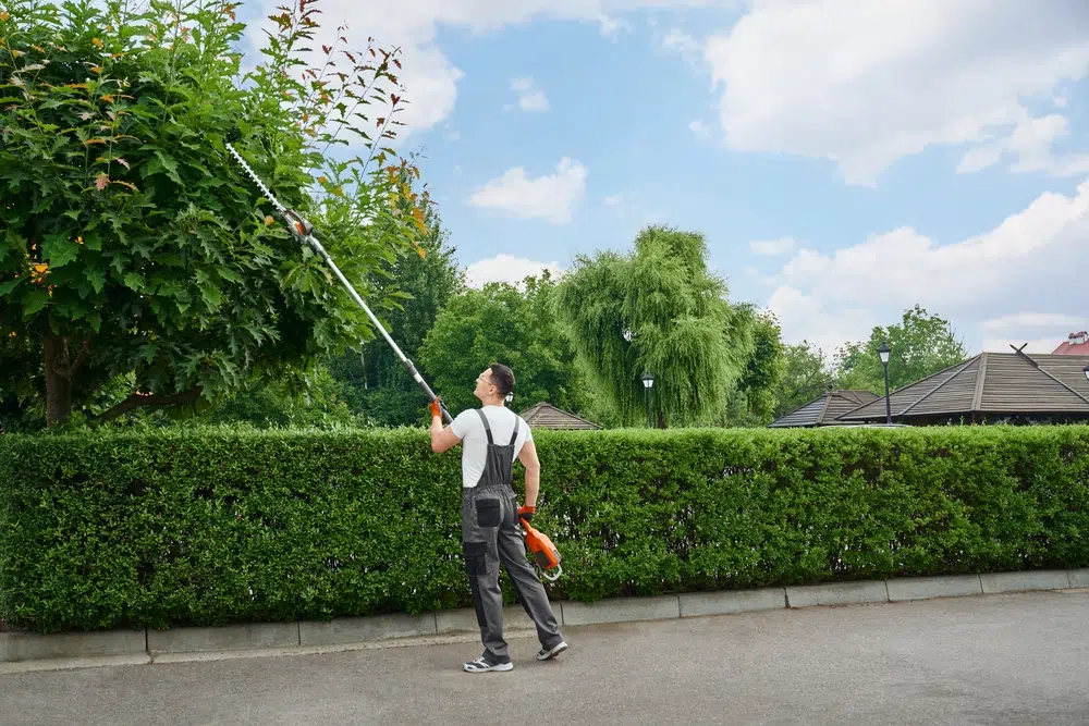 A man using a pole hedge trimmer is a tall, green bush.