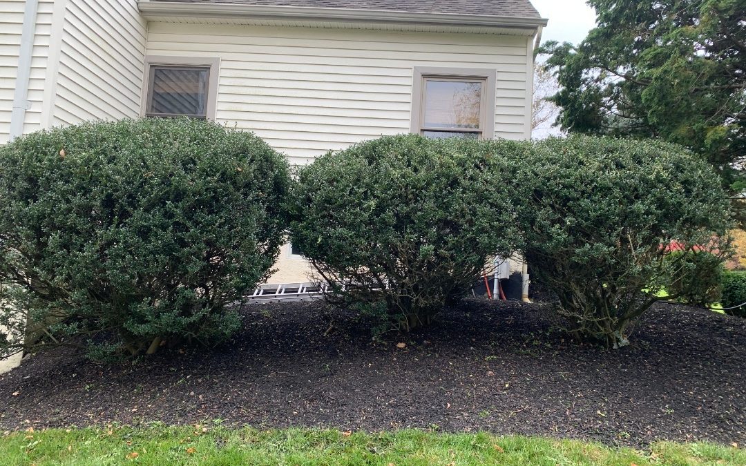 Top 6 Shrub Trimming Tools- The Key to Get Perfectly Maintained Garden Bushes